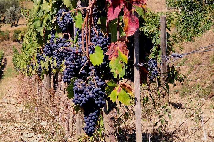 Tuscan Wines Tour – Montalcino and Montepulciano (or Pienza)
