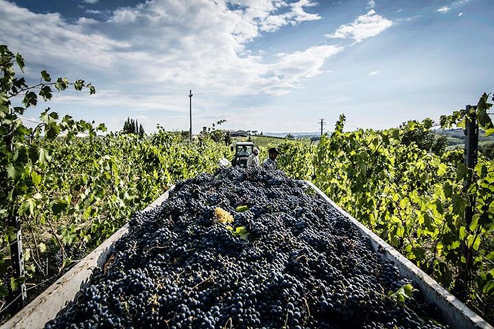 Private Tour: Chianti Winery, Montefioralle, and Greve in Chianti