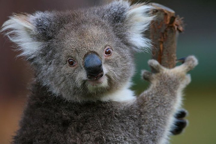 Yarra Valley Wildlife &#038; Wine Day Tour from Melbourne with Healesville Sanctuary
