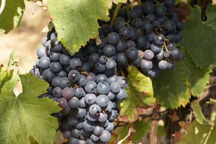 Ancient Nemea&Wine Tasting Nafplio Full Day Private Tour 4seat