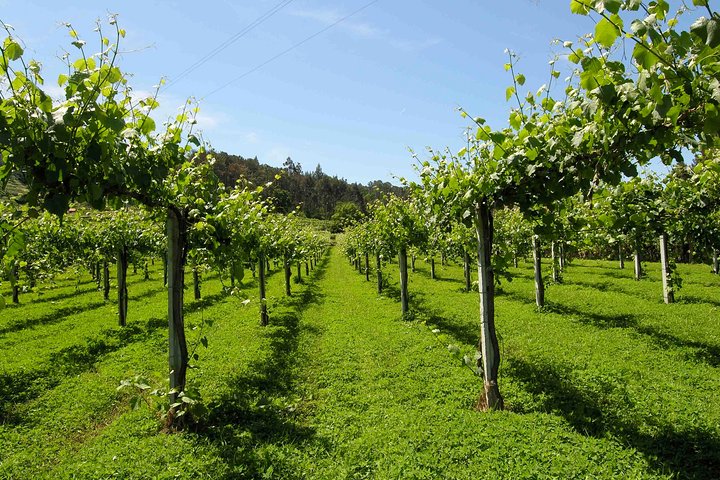 Private Tour Alvarinho (Melgaço und Monção) beinhaltet 3 Weinproben