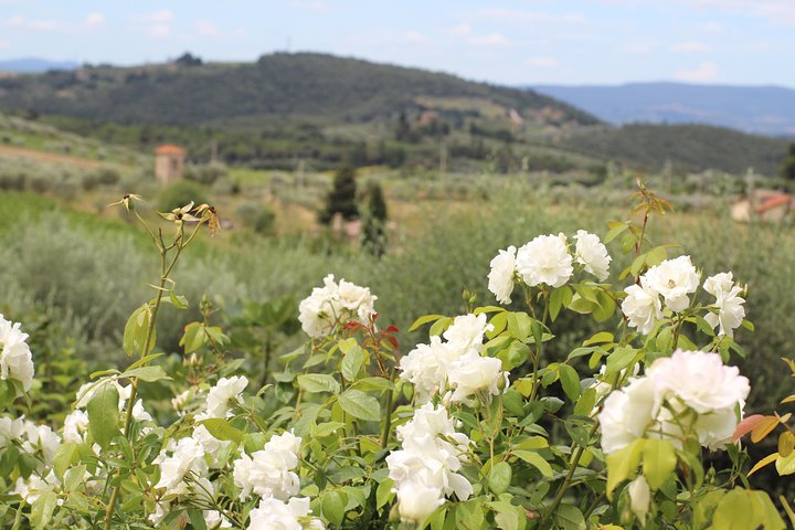 SMALL GROUP Green Tuscany – organic food & wine tour (max 8 pp)
