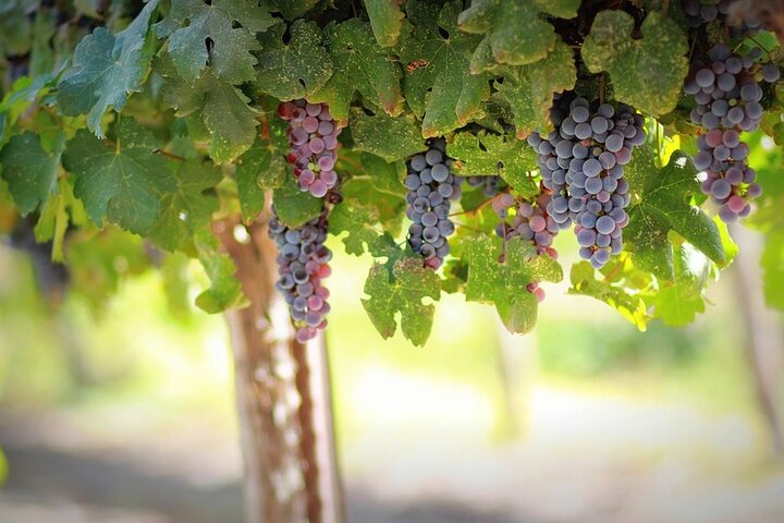 Wine Tasting Tour on the Slopes of Vesuvius