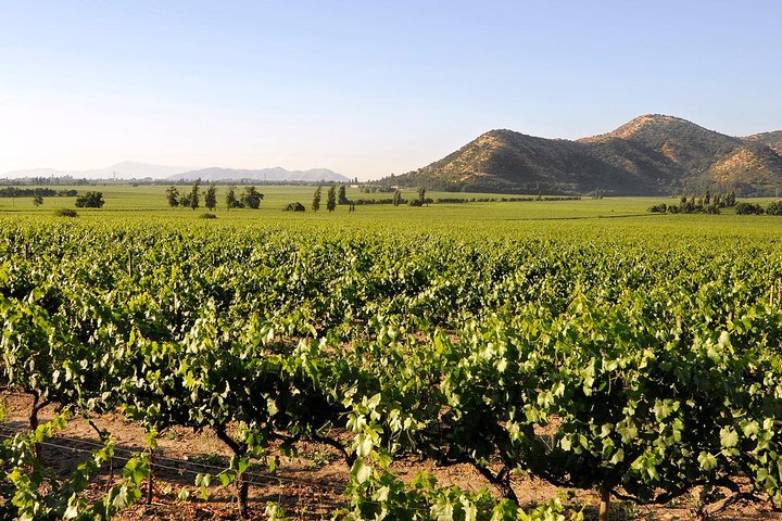 Half Day Trip to Santa Rita Vineyard from Santiago – Wine Tasting Included