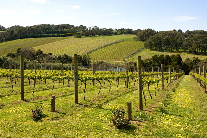 Mornington Peninsula Small-Group Wine Tour with Lunch