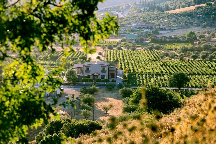 BEST Peloponnese Winery Private Tour with Corinth or Nafplio