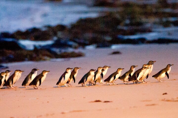 Phillip Island Penguins Tour with Wine and Lunch from Melbourne