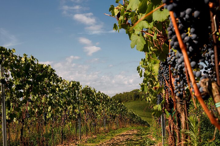 Winery tour and wine tasting of organic Chianti wines and extra virgin oil