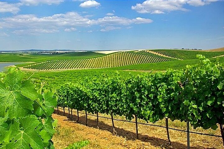 Private Weintour durch Évora und die Region Alentejo ab Lissabon