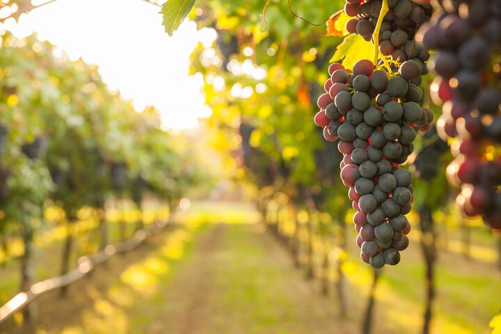 Montalcino private tour among cellars, villages and monasteries