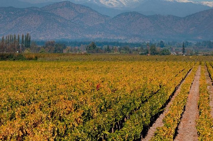 Half Day Trip to Cousiño Macul Vineyard from Santiago – Wine Tasting Included