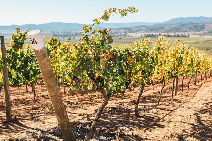 Half Day Trip to Casas del Bosque Vineyard from Santiago – Wine Tasting Included