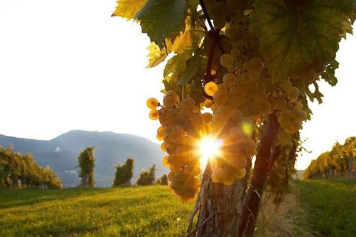 Unique experience with visit and tasting in an oil mill and medieval cellar