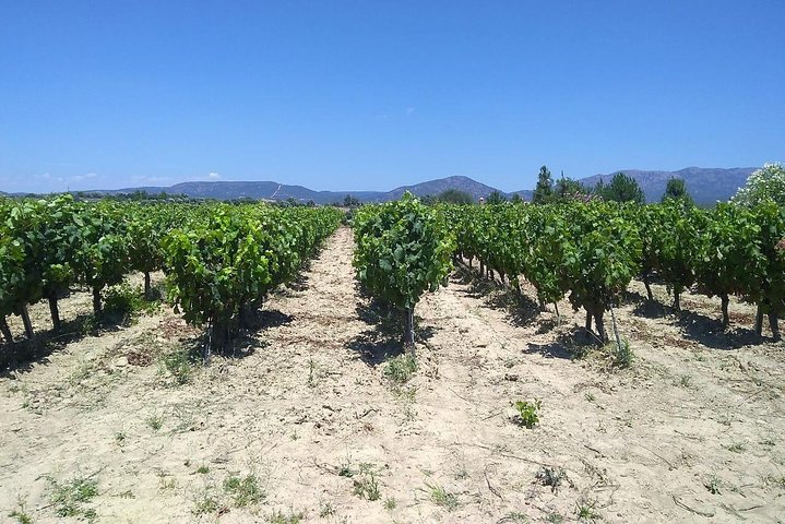 Wine tasting