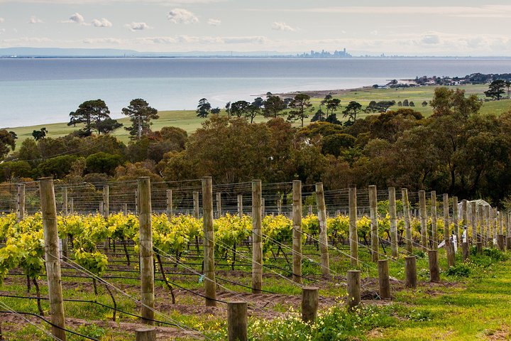 Bellarine Peninsula Small Group Wine Tour with 2 Course Lunch