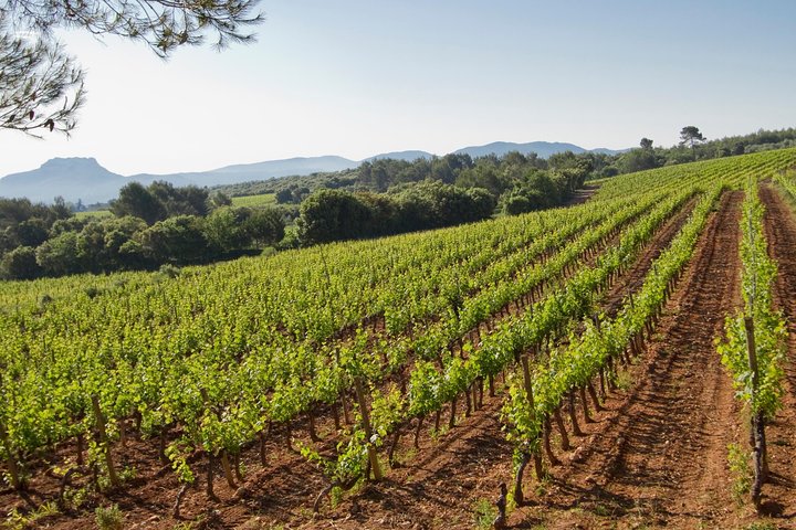 Private Weinverkostungstour in die Provence – mit Picknick-Mittagessen – von Cannes aus