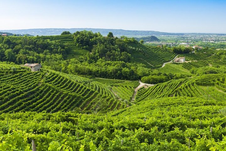 The Original Private Prosecco Tour All Inclusive from Conegliano