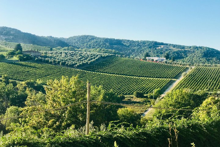 Unforgettable Tuscan Wine tasting: discovering Chianti