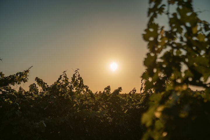 Heraklion Private halbtägige Weinprobe im Weingut Lyrarakis