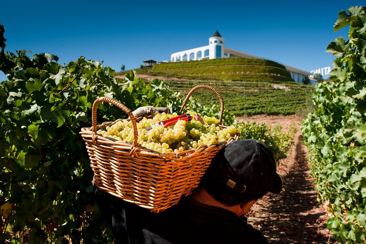 Casablanca Valley – Tasting in 3 Wineries with Lunch Stop at Tanino Restaurant