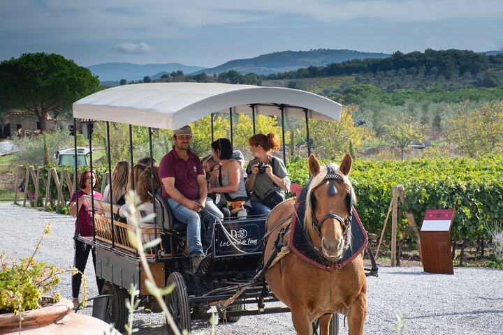 Exclusive Maremma from Florence: The Secret Wines of Suvereto