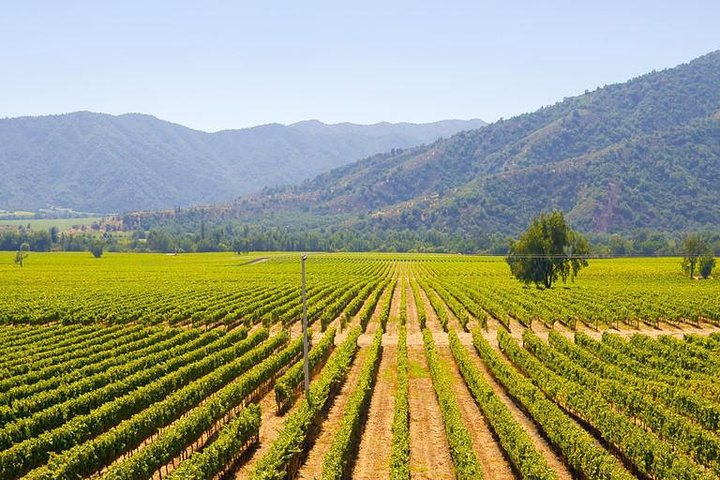 Colchagua Full Day Wine Tour: Casa Silva & L’Apostolle Wineries
