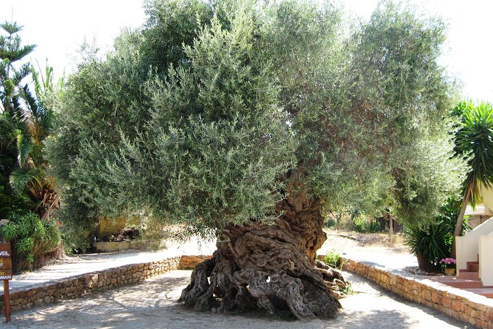 Wine – Beer – Olive Oil Tasting Full Day Private Tour