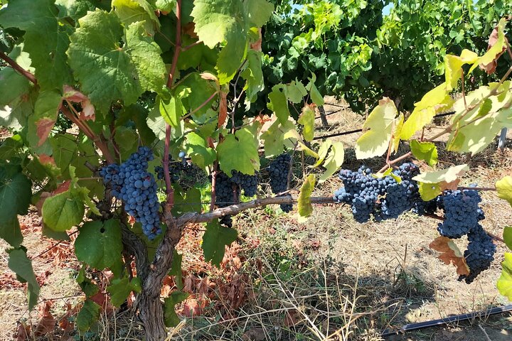 Wine Tour from Cagliari – Visit the vineyard and wine tasting