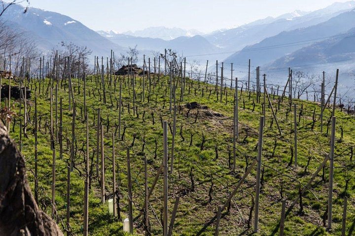 Private Valtellina Wine Route tour