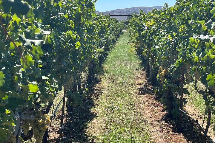 Private Heraklion-Weintour mit Verkostungen (Mittagessen inbegriffen)