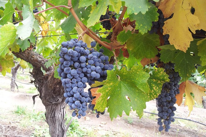 Winery & Valparaiso Private Tour – day trip from Santiago