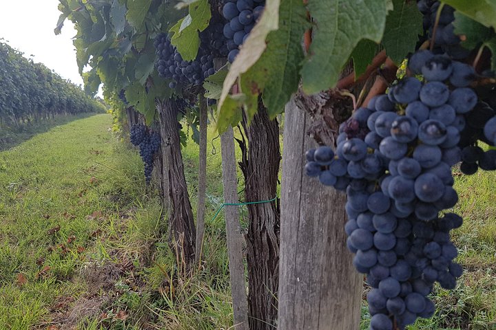 Wine tasting in Chianti, visiting Castellina, in Tuscany from Rome