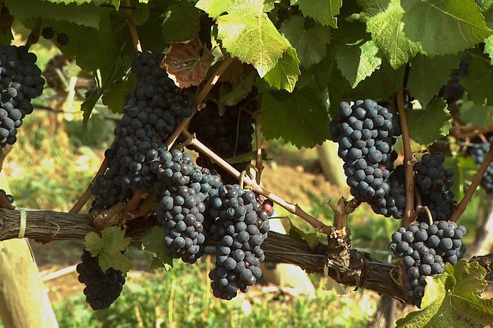 East Kelowna Wine Tour – Classic – 6 Wineries
